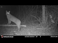 Bobcat call