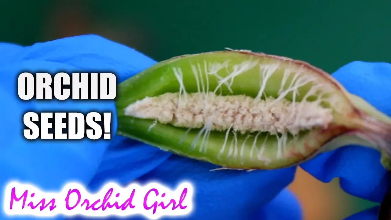 ORCHID SEED POD OPENS! HOW ORCHID SEEDS FORM