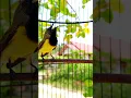 Download Lagu suara burung sogon gacor #pancingansogokotong #pikatsogokontong #shorts