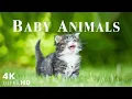 Download Lagu Baby Animals Parts 22 Laten we genieten van zeldzame schattige en gelukkige momenten  Baby Wildlife