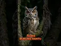 Download Lagu SUARA BURUNG HANTU #shorts