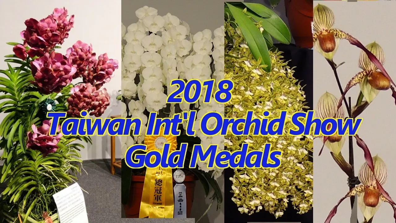 2018 TAIWAN INTERNATIONAL ORCHID SHOW (TIOS) GOLD MEDAL