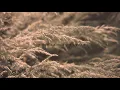anotherus - "Waterfall" [Lyric Video] (ENG&CHI Subs)