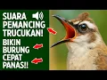 Lagu Suara trucukan gacor ropel ngalas buat pancingan trucukan agar bunyi jadikan burung trucuk gacor