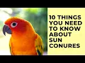 10 Things You NEED To Know About Sun Conures