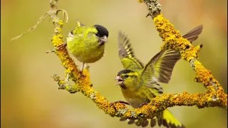 تغريد طائر الليكرا الطرنجان شريط عالي الجودة لصوت النعار البري الاوراسي 