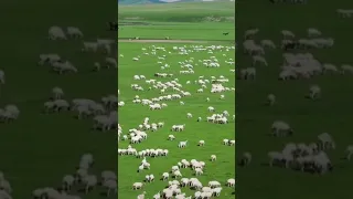 سورة الفلق تلاوة خاشعة الشيخ فارس عباد روائع القراءات 