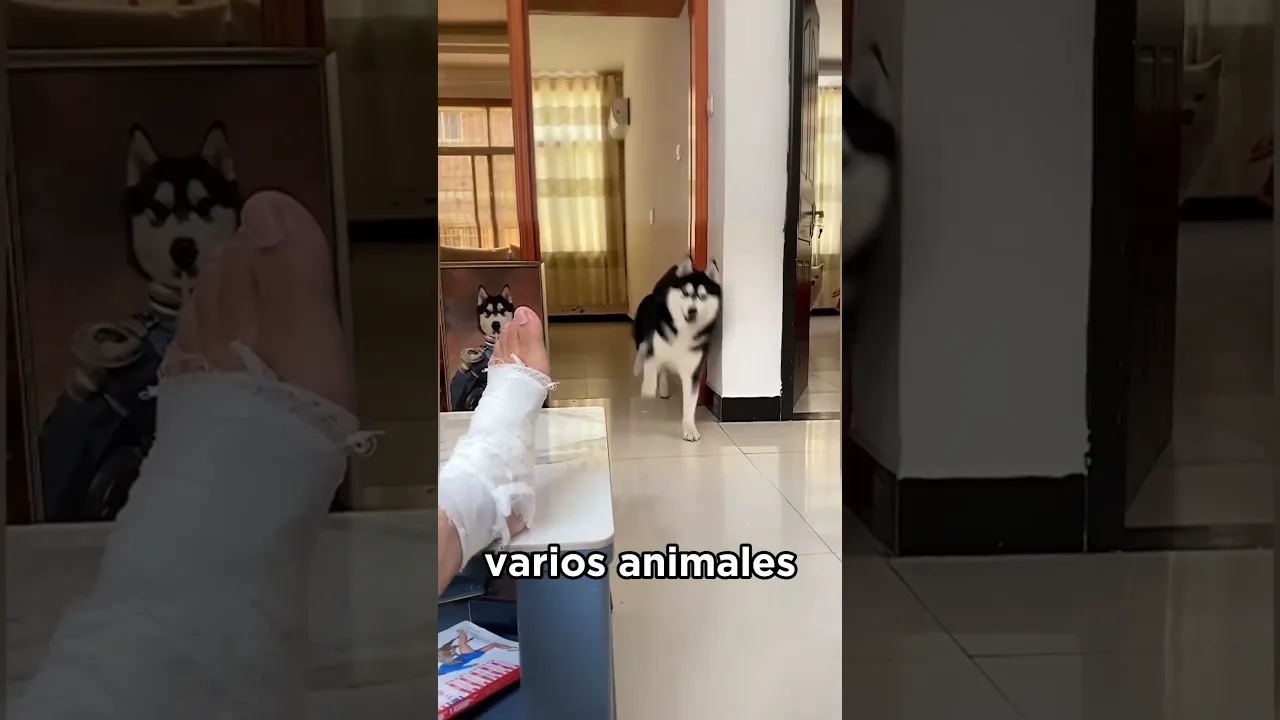 ¿Por qué hacen esto? 🤔