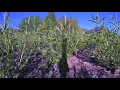 Download Lagu Willow Regrowth in Spring - A Timelapse