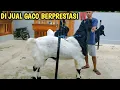 Download Lagu DERETAN GACO BERPRESTASI ‼️ inka etawa farm pati