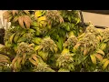 Living Soil Flower to Harvest Edit - Deadly Swabi