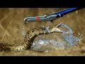 Lagu Puff Adder Attack in Slow Motion | Deadly 60 Series 3 | BBC Earth