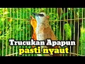 Lagu Suara Burung Trucukan Gacor Memanggil Teman pancingan trucuk betina memanggil jantan