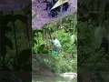 Download Lagu petani di musirawas sumsel bertaruh nyawa lewati jembatan gantung putus #shorts #shortsviral #viral