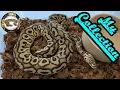 Ball Python Collection All My Snakes