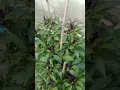 cabe ungu #urbanfarming #cabehidroponik #