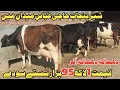حاجی عباس سیالکوٹ 5 خوبصورت گائے 1 بچھڑی دستیاب 8 دسمبر 2025 Farming and Business Ideas