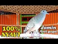 Download Lagu Pancingan perkutut 100%  Pasti NYAUT Jamin Anti gagal