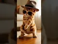 KITTEN Dance Party Like You've Never Seen Before! #cat #cute #catplay #catworld