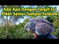 Download Lagu Pikat Ajaran Yang Harus Turun Mengamankan Target Ini || Tekukur Suara Menengah