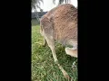 Inside a Kangaroo s Dirty pouch