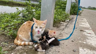 Mother cat tied up on highway, begging passersby to save her cubs, video rescues millions of lovers