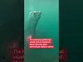 Download Lagu Divers spot rare deep sea fish in Taiwan