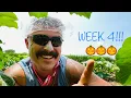 PUMPKIN PATCH CHRONICLES WEEK 4