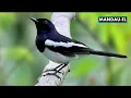 Download Lagu SUARA PIKAT BURUNG KACER #kacer  #suarakacer #mikatkacer #suarapikatkacer #kacergacor #kacergacor 30