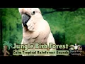 Lagu Jungle Birb Forest🌴Calm Tropical Rainforest Bird Room Sounds to Relax Your Parrot🌿Parrot Town TV🦜