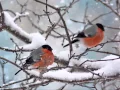 Download Lagu Evgeny Boytsov . Zimushka -  winter .Russian folk song .