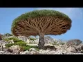 Download Lagu 12 Most Amazing Trees In The World!