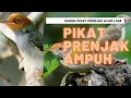 Download Lagu SUARA BURUNG RIBUT PIKAT PRENJAK TARUNG | PIKAT BURUNG KECIL AMPUH !!!