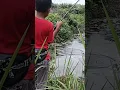 Download Lagu Ngeri!!!! Tarikannya berat//casting ikan gabus #fishing #rawapening #mancing #ikan @FebriMancing