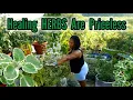 Download Lagu Giving My HEALING HERBS Some Much Needed Care! How to guarantee a continuous supply of herbs