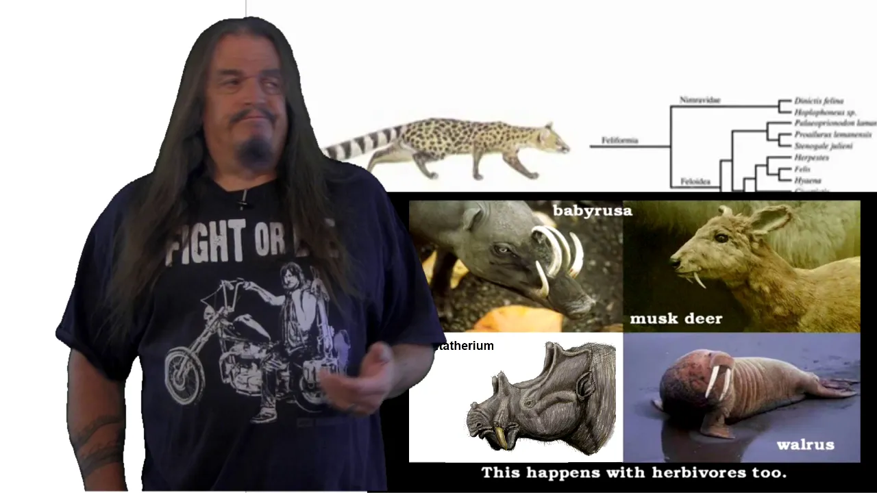 Systematic Classification of Life - ep42 Hominidae