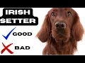 Irish setter Top 10 Facts Pros and Cons you must know
