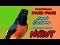 Download Lagu Pancingan PAGI-PAGI AGAR MURAI GACOR❗sekali coba murai DIAM langsung bunyi