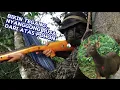 Download Lagu PETUALANGAN BERBURU RUSA SAMBAR.!! MENGINTAI DARI ATAS POHON