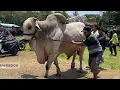 Lagu KONTES SAPI PO KEBUMEN PERSIAPAN KONTES JEMBER❗️🔥🔥🔥