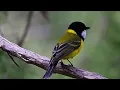 Download Lagu MASTERAN GACOR \u0026 PIKAT KANCILAN EMAS BIMOLI SUARA PANCINGAN PARK 4 | FULL TEMBAKAN KICAU  BURUNG