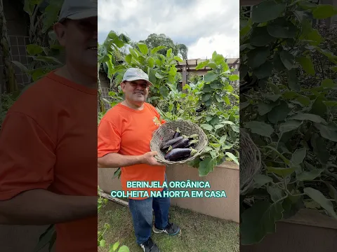 Berinjelas Orgânicas | Como Cultivar e Colher na Horta em Casa