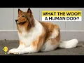 A Japanese man spends 2 Million Yen to become a dog WION Originals