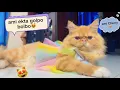 Lagu Cherry wants to tale a Story🙀Cherry's Story😻#cat #funny #viral #pets 