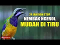 Lagu MASTERAN 24 JAM MATERI LOMBA NEMBAK NGEROL MUDAH DI TIRU COCOK UNTUK BURUNG KESAYANGAN