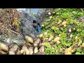 Download Lagu Trieu Van Tinh Harvesting underground yams, pumpkins for sale farm life