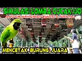 Download Lagu Terapi Simulasi Lomba cucak Ijo,, ampuh menaikan Emosi dan Mental Cucak Ijo jadi Gacor bongkar isian