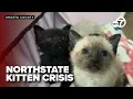 Abandoned kittens highlight growing cat crisis in the Northstate