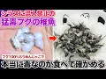 Download Lagu Highly poisonous fugu fry that are banned from being mixed with whitebait: Eat them to see if the...