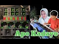 Download Lagu Lagu Joget Minang Terbaru _ Apo Kadayo _ Cover by Celmy  MP3